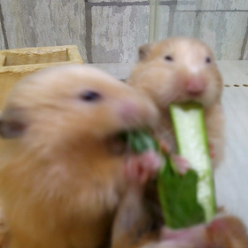 動画 ハムスター小松菜食べるの画像