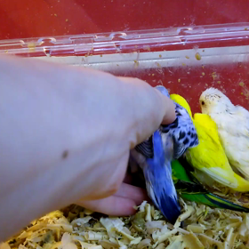 セキセイインコの画像