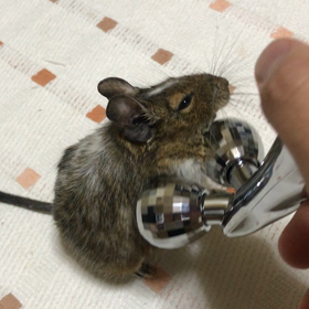 我が家の美顔デグーの画像