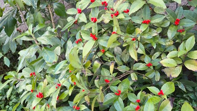 山王病院 定期検診の記事動画