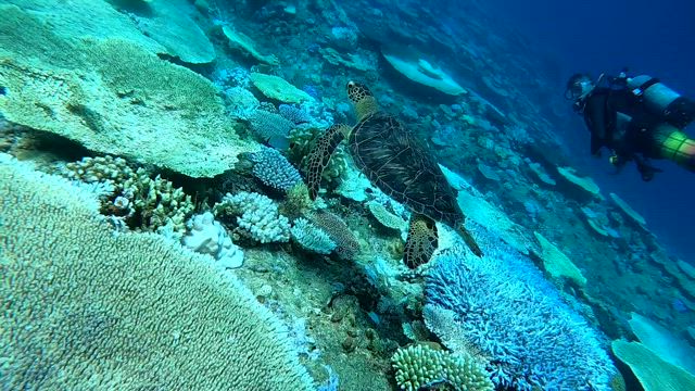 ダイビング写真の記事動画