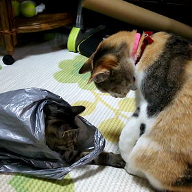 「仲良し？(*´艸｀*)」の画像