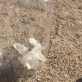 てるてる坊主、というのは…（動画あり）の画像