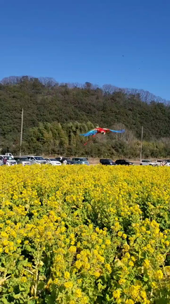 春だなぁの記事動画