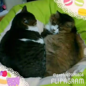 今日はにゃんにゃんの画像