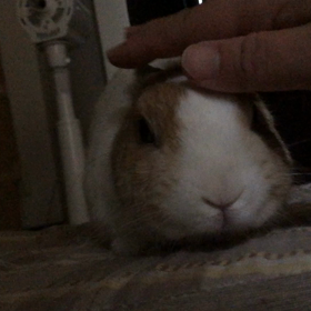 机の下で寝ないでくださいの画像