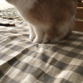 寝れなかったの画像