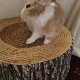 3/27 人ととして扱ってくださいの画像