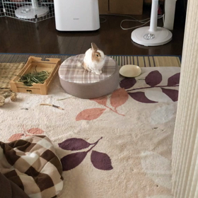 暑かったでつの画像