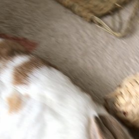 7/16 絶賛　換毛中の画像