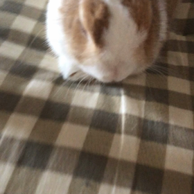 蓬莱さんにきいてくださいの画像