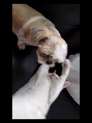 今日も早い時間で=͟͟͞͞(ง ˙○˙)วの記事動画