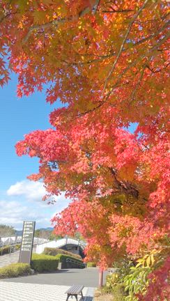 京都の紅葉 2024の記事動画