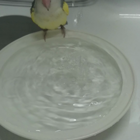 ばちゃばちゃの画像