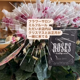 ミルフルール　店内模様替えの画像