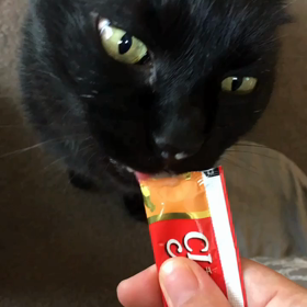 ちゅ〜る(=^ェ^=)の画像