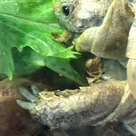 もりもり食べるもん秋3の画像