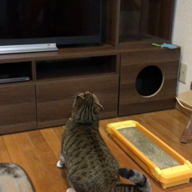 キャットウォークテレビ台の画像