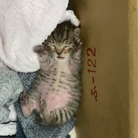 妹の保護した子猫と我が家の今後wの画像