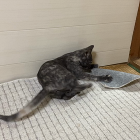 やんちゃ盛りの画像