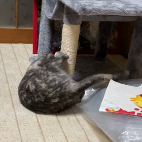 むせてる？の画像