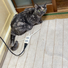 可愛すぎませんか！？の画像