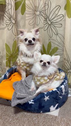 四葉ちゃんときりちゃんの記事動画