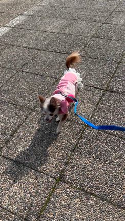 四葉ちゃんときりちゃんの記事動画