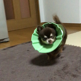 吠えるの画像