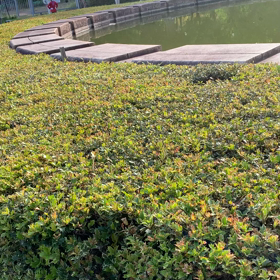 燕来訪の画像