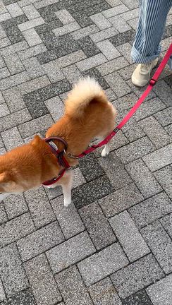 豆柴　「うき」5歳ちゃんメスですの記事動画