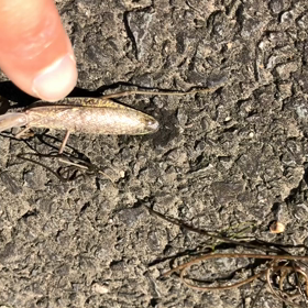ハリガネ虫の画像