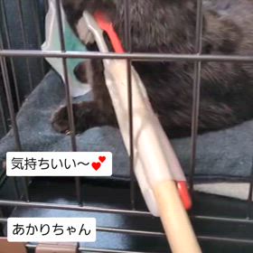 今日のにゃんこ あかりちゃんの画像