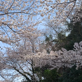 サクラサクの画像
