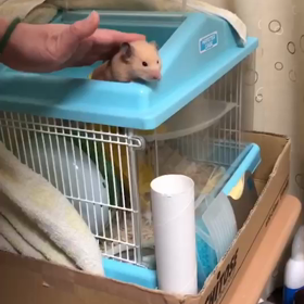 きなこ様の画像