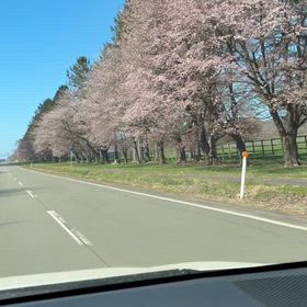 静内の二十間道路桜並木2026(^^)の画像