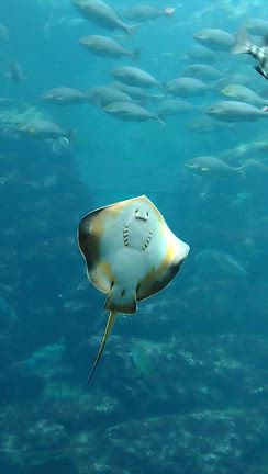 株友と伊豆下田の海中水族館へ、　上げるのは大変だけど落ちるのは・・・の記事動画