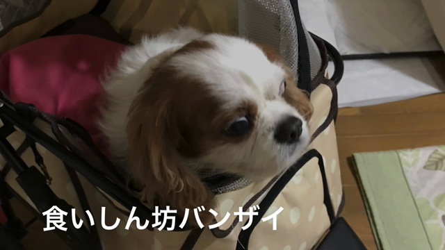 食いしん坊バンザイ！の記事動画