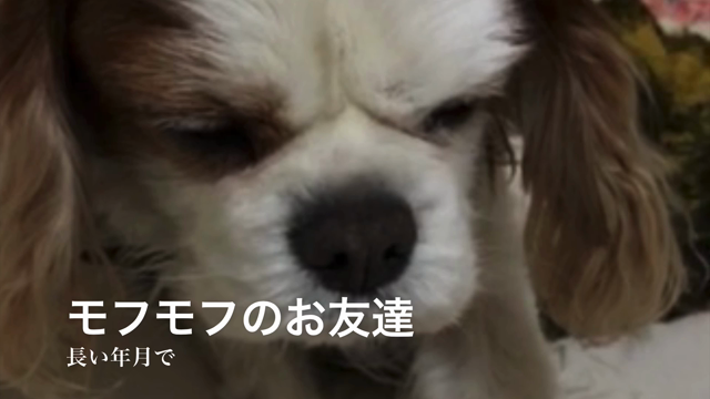 モフモフのお友達！の記事動画