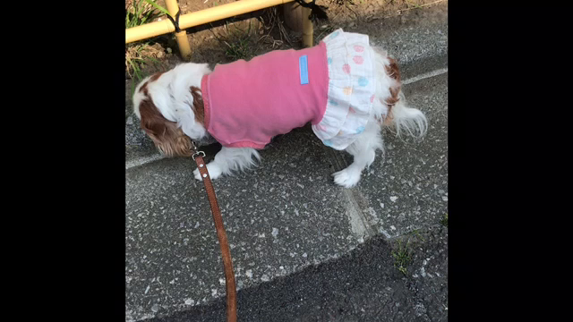 くんかつ中のカブ！の記事動画