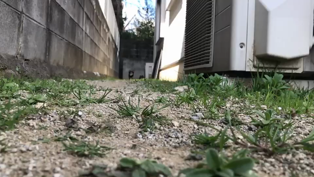 ワンコの呟き。の記事動画