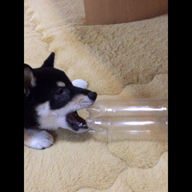 おもちゃの画像