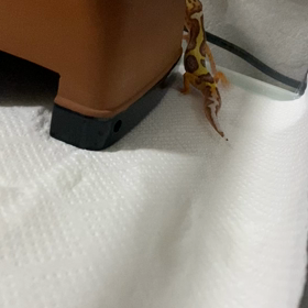 お久しヤモリの画像