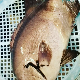 活きのイイ石鯛、平目、鰹が入荷！の画像