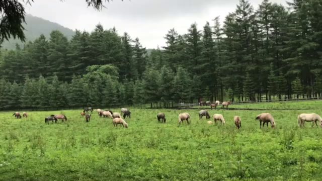 どさんこ牧の記事動画