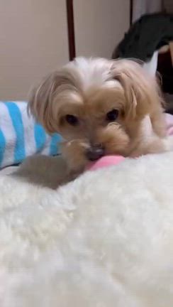 2024/02/03の記事動画