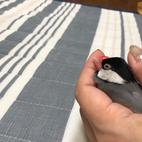 チョコの画像