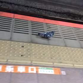 何だろうの画像