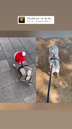 もうすぐハロウィンと、今日はこれからの記事動画