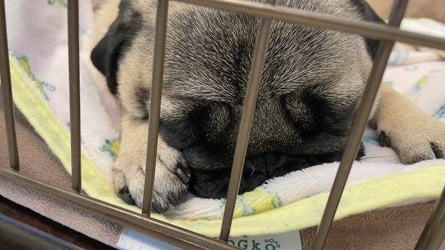 忠犬のりたまの記事動画